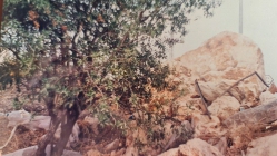 הסלע לפני הפיכתו לשלט "מזנון" (באדיבות משפחת רייק, דצמבר 2022)