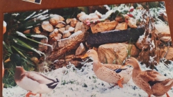 שלג באלקנה - הברכיות במתחם רייק חוגגות (באדיבות משפחת רייק, דצמבר 2022)