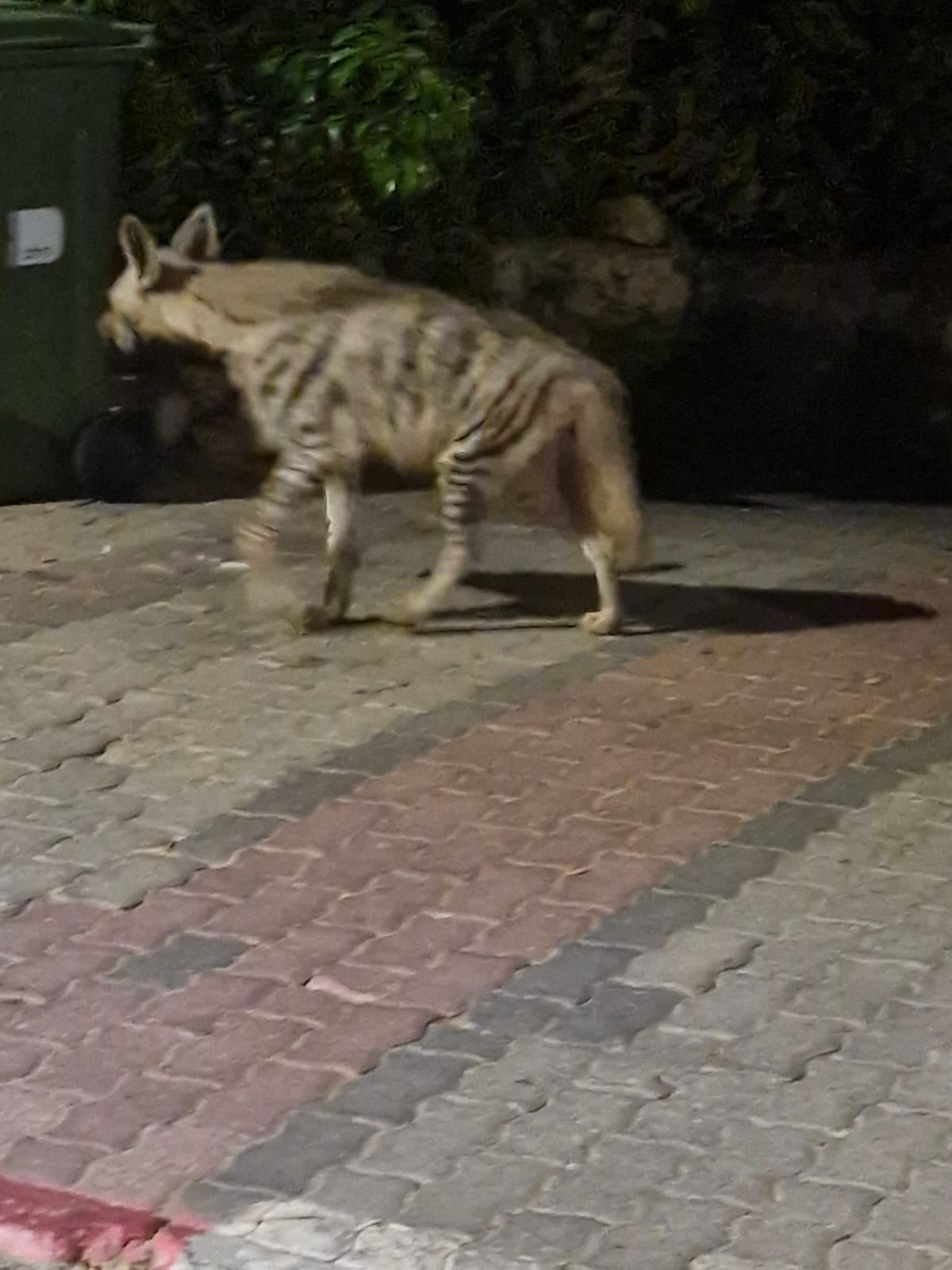 צילום: גילה ליבוביץ