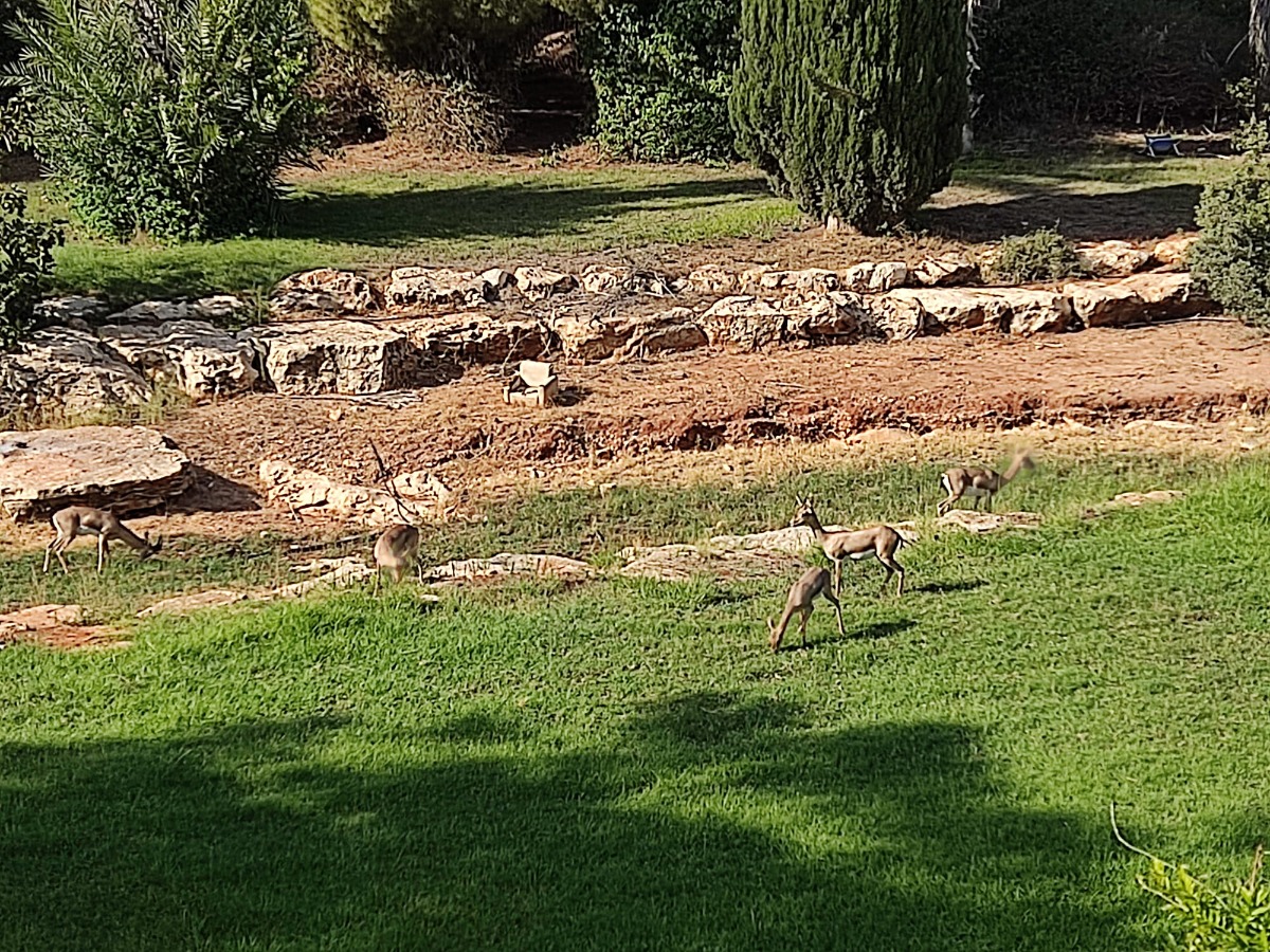 צילום: משה רבהון