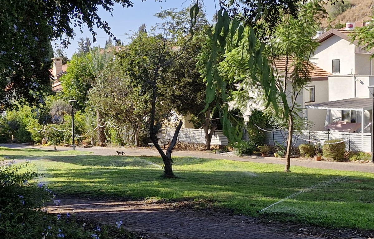 שרשראות החיבורים של אביה, שכונת ה-165, סוכות תשפ"ז