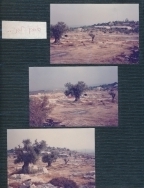 אלבום תיעוד מיזם הקמת פארק הגורן בקיץ 1988 (באדיבות איצ'ה ניסן, תשפ"ו 2026)