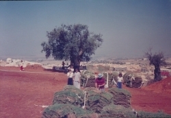 אלבום תיעוד מיזם הקמת פארק הגורן בקיץ 1988 (באדיבות איצ'ה ניסן, תשפ"ו 2026)
"ועכשיו, כשכבר רואים ירוק מול העיניים"...