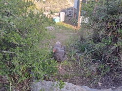 תרנגולי חופש (צילום: רונית זילברשץ, ניסן תשפ"ה 2025)