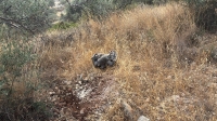 שבר מיירט ליד מגן-דן