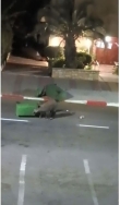 חזיר בר ברחוב שיר השירים (11/08/2025)