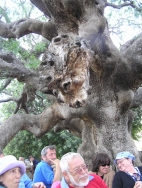 דגניה מנרה 142