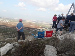 פדואל (16)