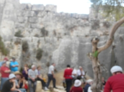 פדואל (59)
