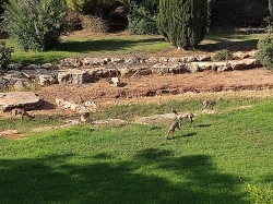 צילום: משה רבהון