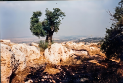 מראה הגורן המקורי