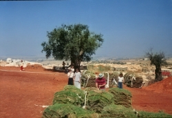שתילת המדשאה