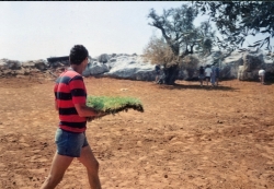 שתילת הדשא
