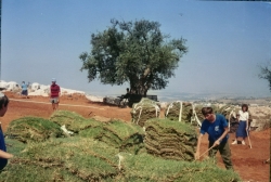 שתילת המדשאה  ועץ הזית העתיק הסמוך לגת (העץ נשרף כליל בשנים הבאות ועץ חדש צמח מהחוטרים שלו)