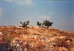 המראה המקורי של הגבעה - מדרונות טרשיים וחמישה עצי זית עתיקים בפסגה