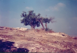 עץ הזית העתיק הסמוך לגת (שנשרף כליל מאוחר יותר)