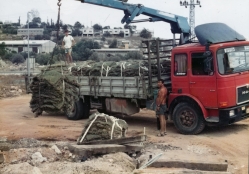 אלבום תיעוד מיזם הקמת פארק הגורן בקיץ 1988 (באדיבות איצ'ה ניסן, תשפ"ו 2026)
